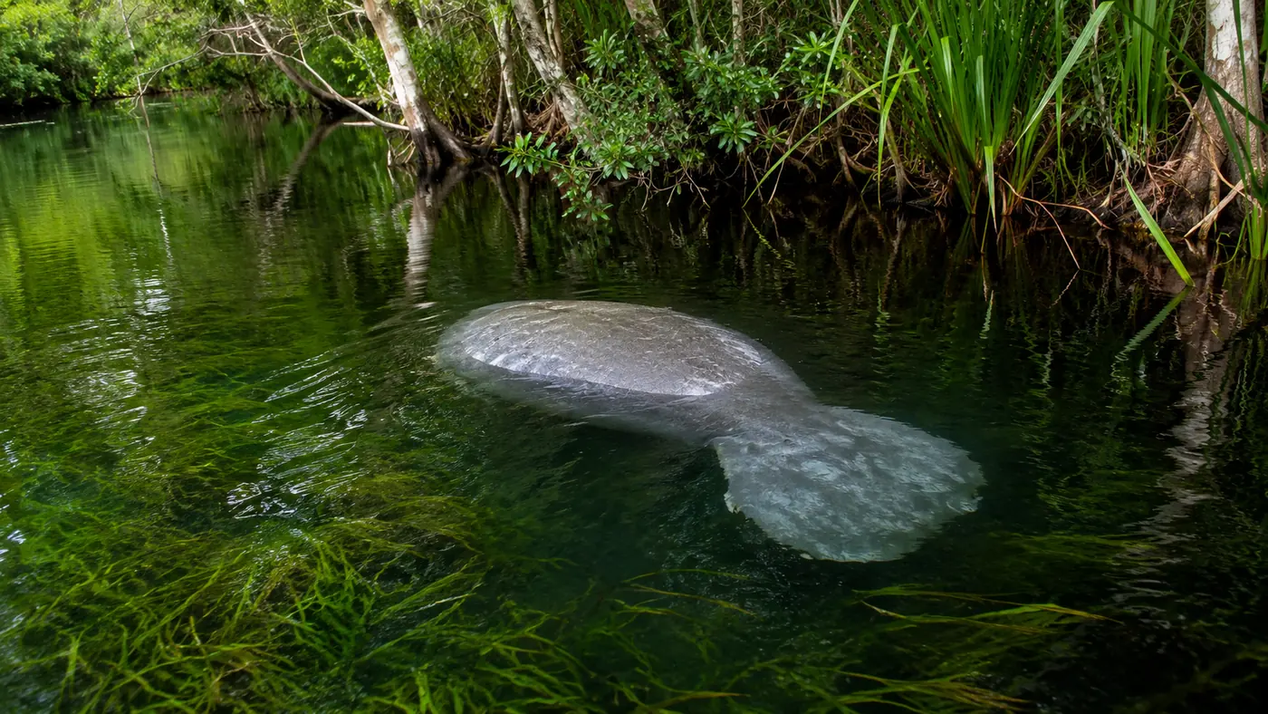 Manatee tours
