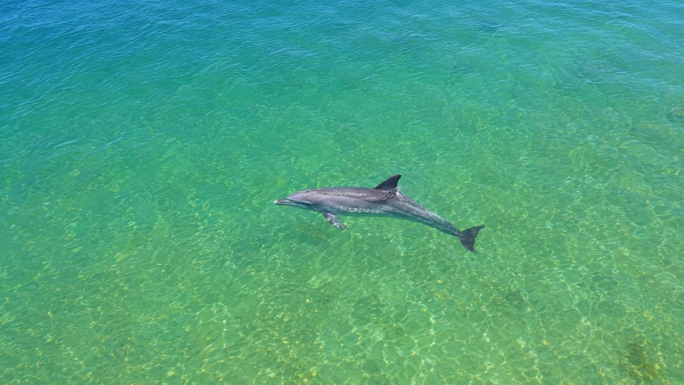 Swim with dolphins