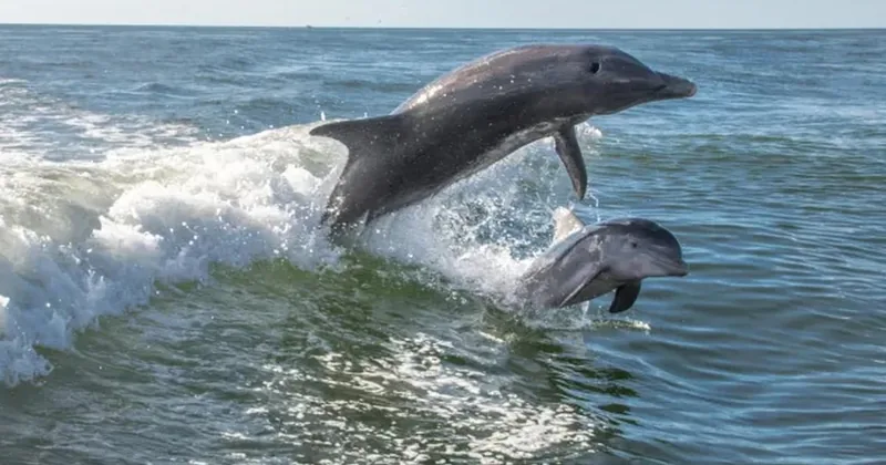 Daytime Dolphin Cruise
