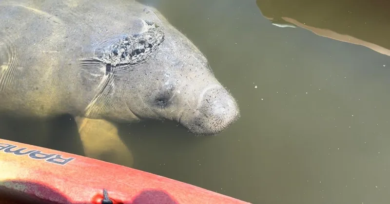 Guided Manatee Kayak Tour