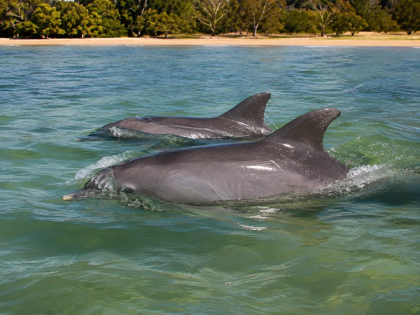 Wild bottlenose dolphins on the water around Anna Maria Island