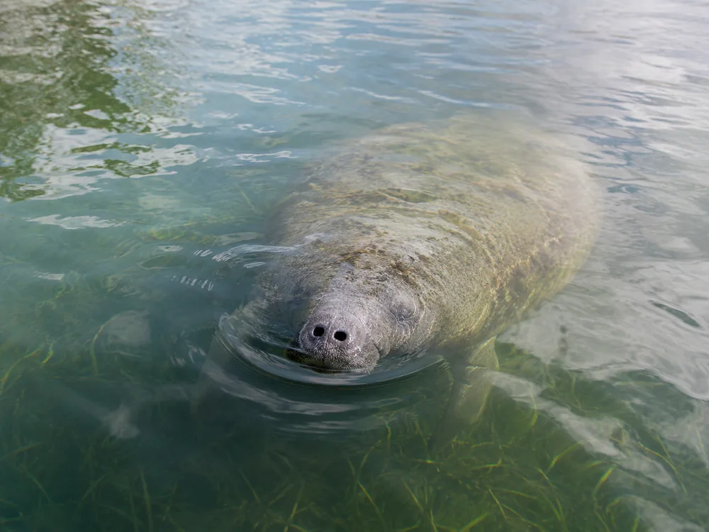 A manatee at the surface in Sarasota Bay